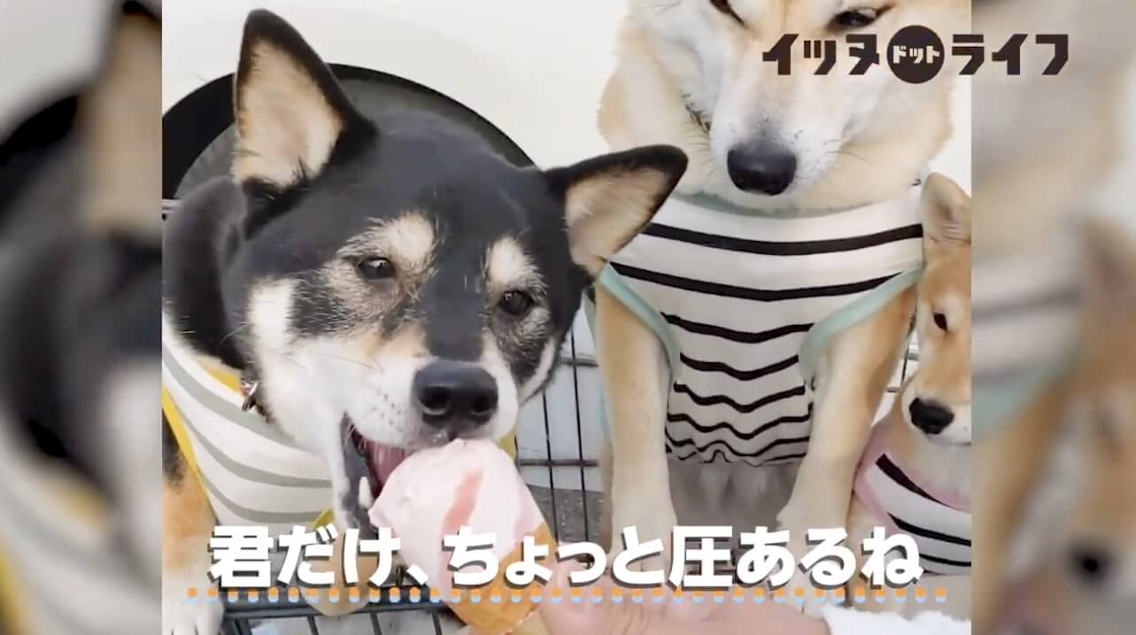 柴犬,動画,イッヌドットライフ