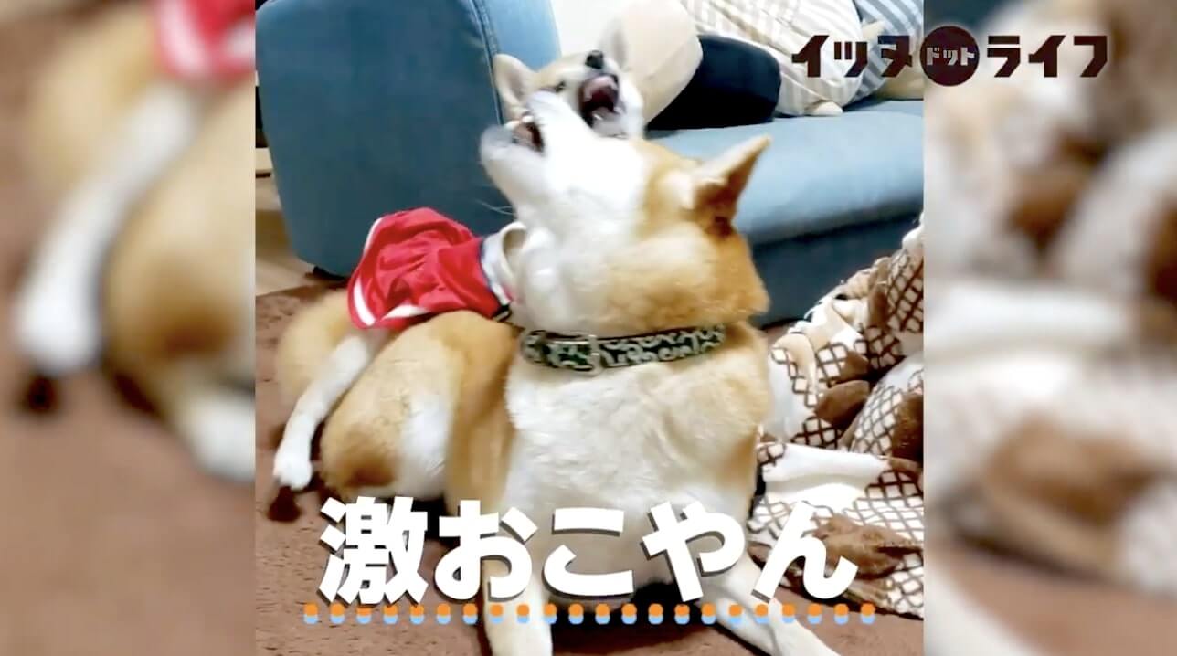 柴犬,動画,イッヌドットライフ