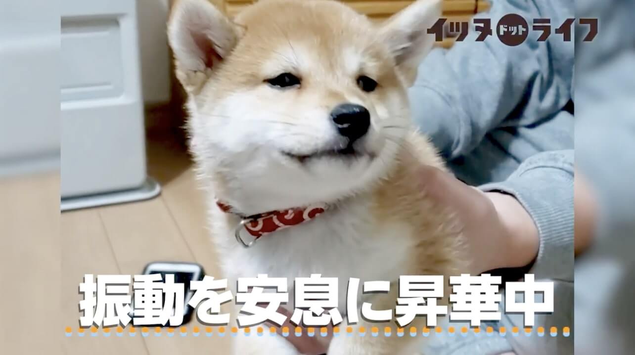 柴犬,動画,イッヌドットライフ
