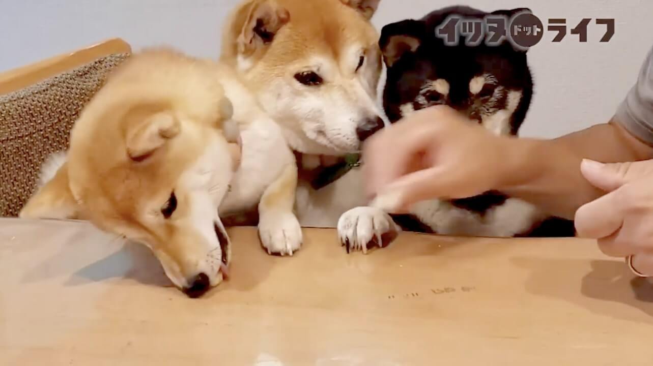 柴犬,動画,イッヌドットライフ