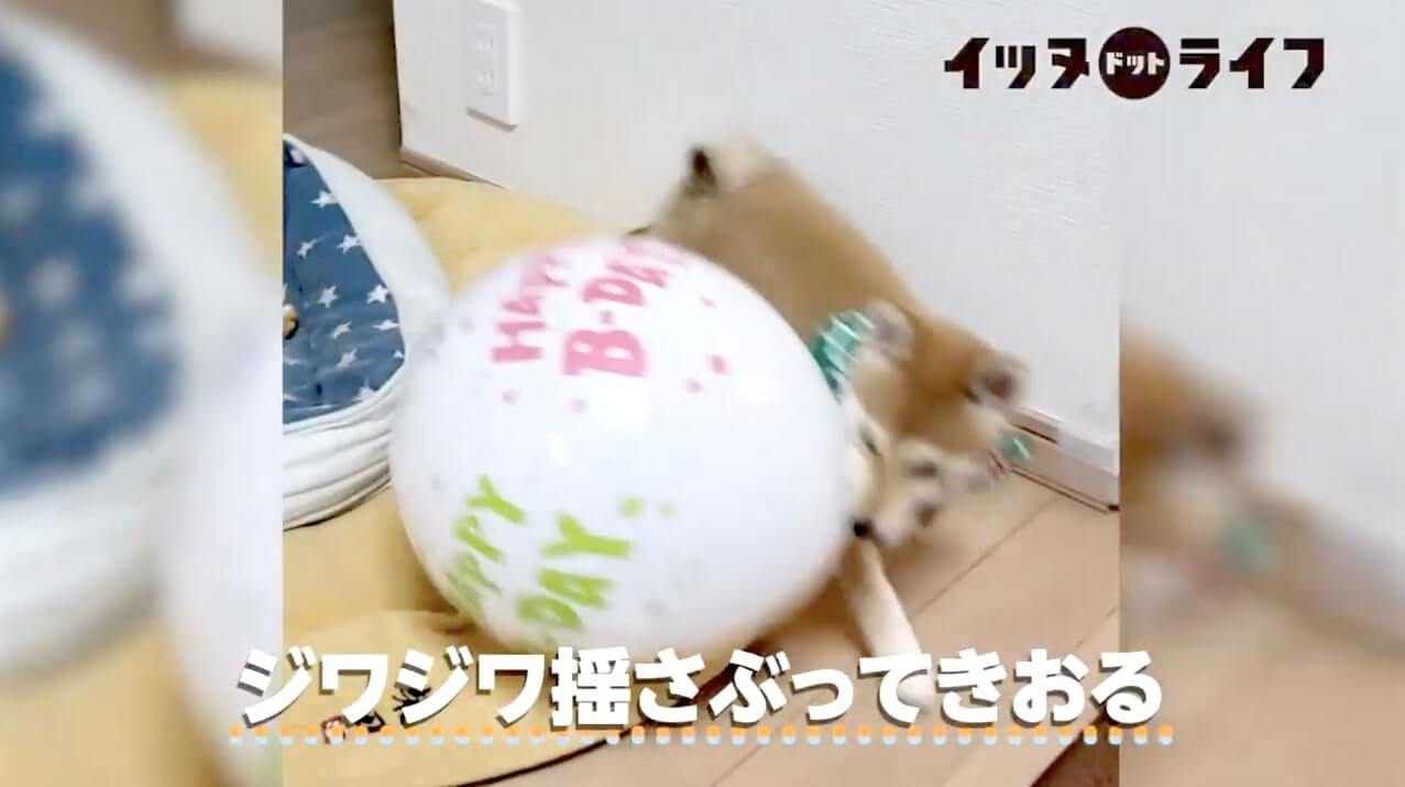 柴犬,動画,イッヌドットライフ