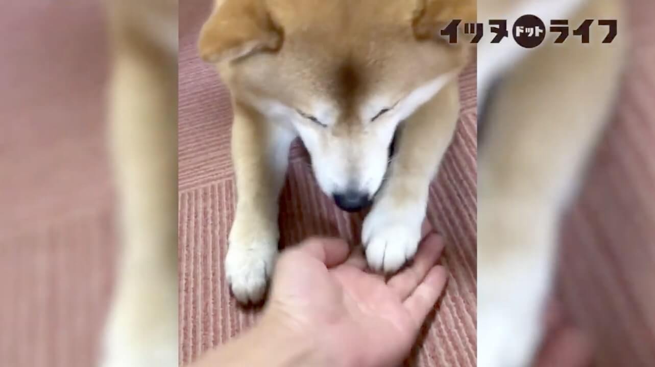 柴犬,動画,イッヌドットライフ