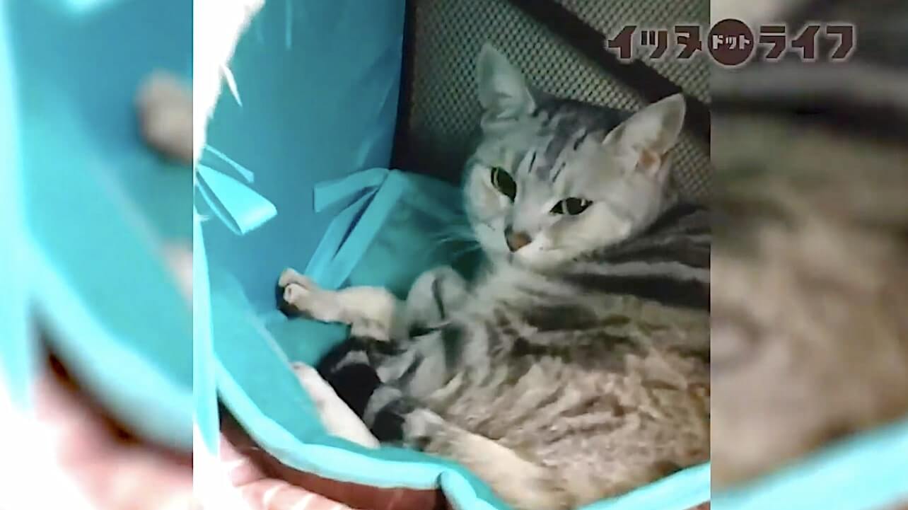 柴犬,動画,イッヌドットライフ