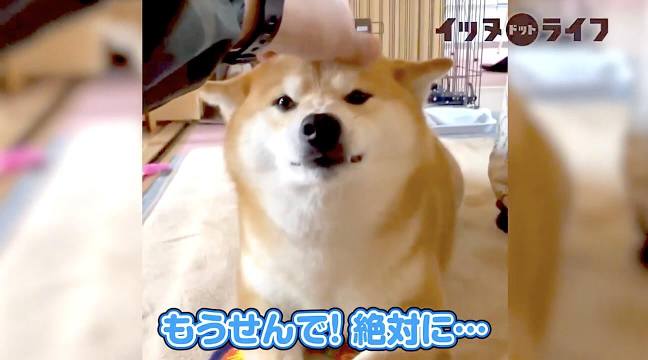 柴犬,動画,イッヌドットライフ