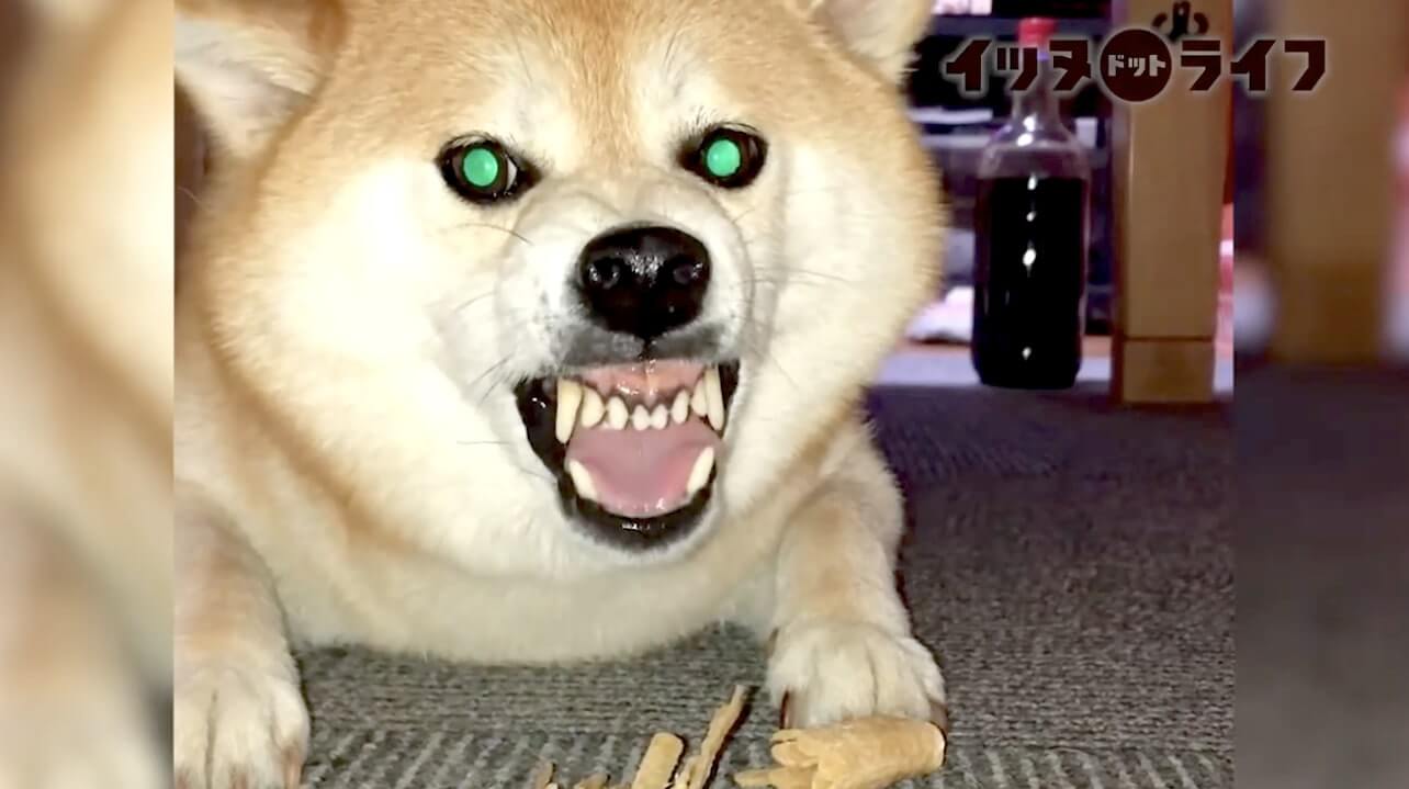 柴犬,動画,イッヌドットライフ