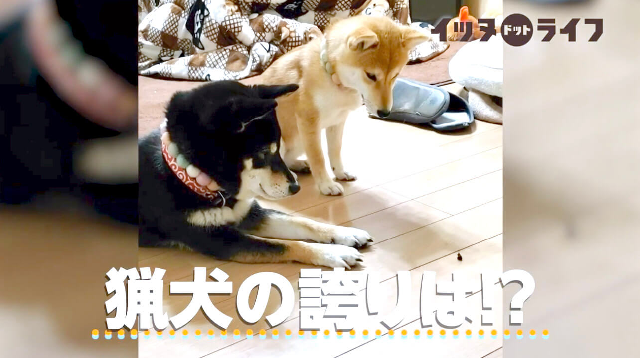柴犬,動画,イッヌドットライフ