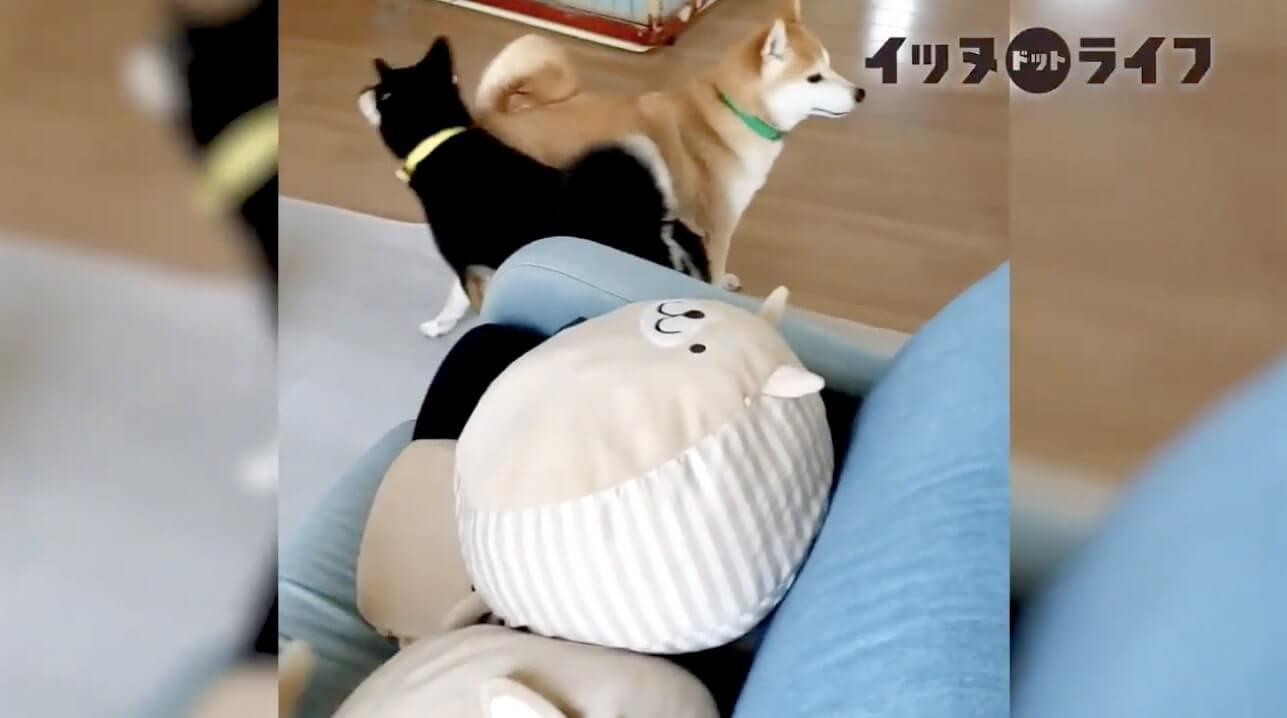 柴犬,動画,イッヌドットライフ