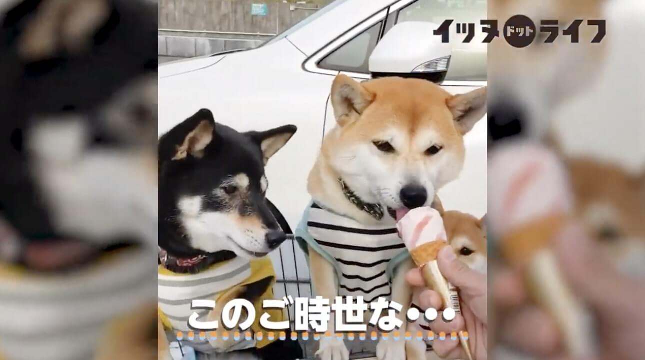 柴犬,動画,イッヌドットライフ