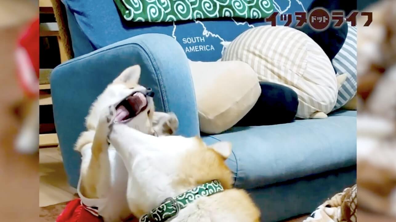 柴犬,動画,イッヌドットライフ