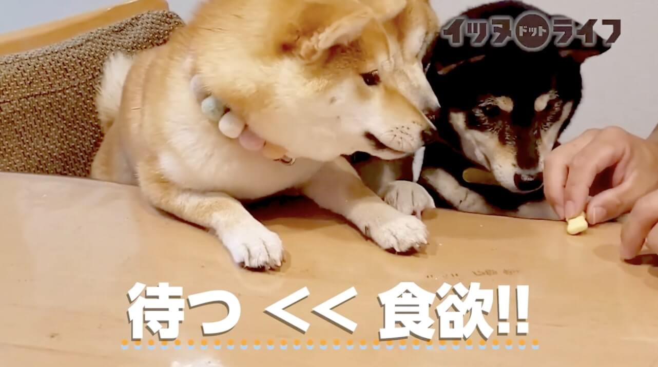 柴犬,動画,イッヌドットライフ