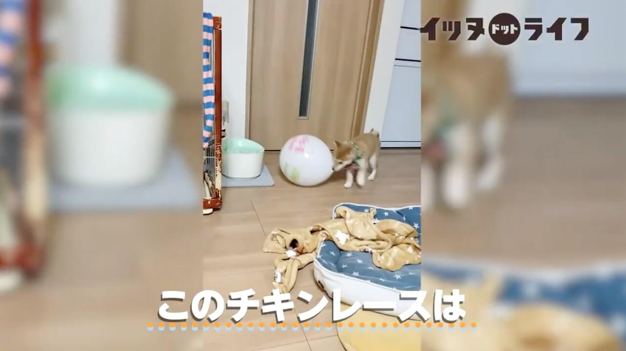 柴犬,動画,イッヌドットライフ