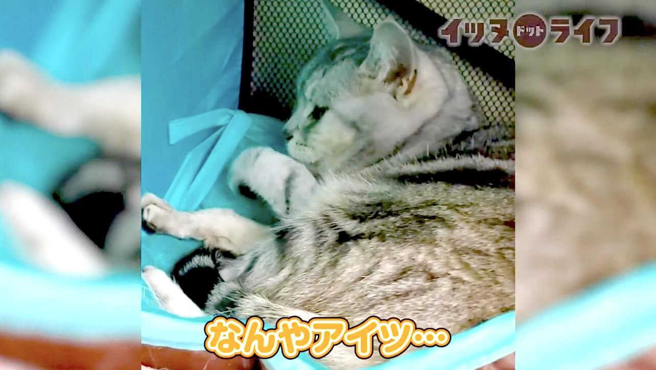 柴犬,動画,イッヌドットライフ