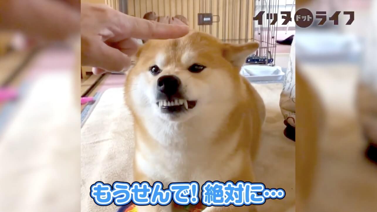 柴犬,動画,イッヌドットライフ