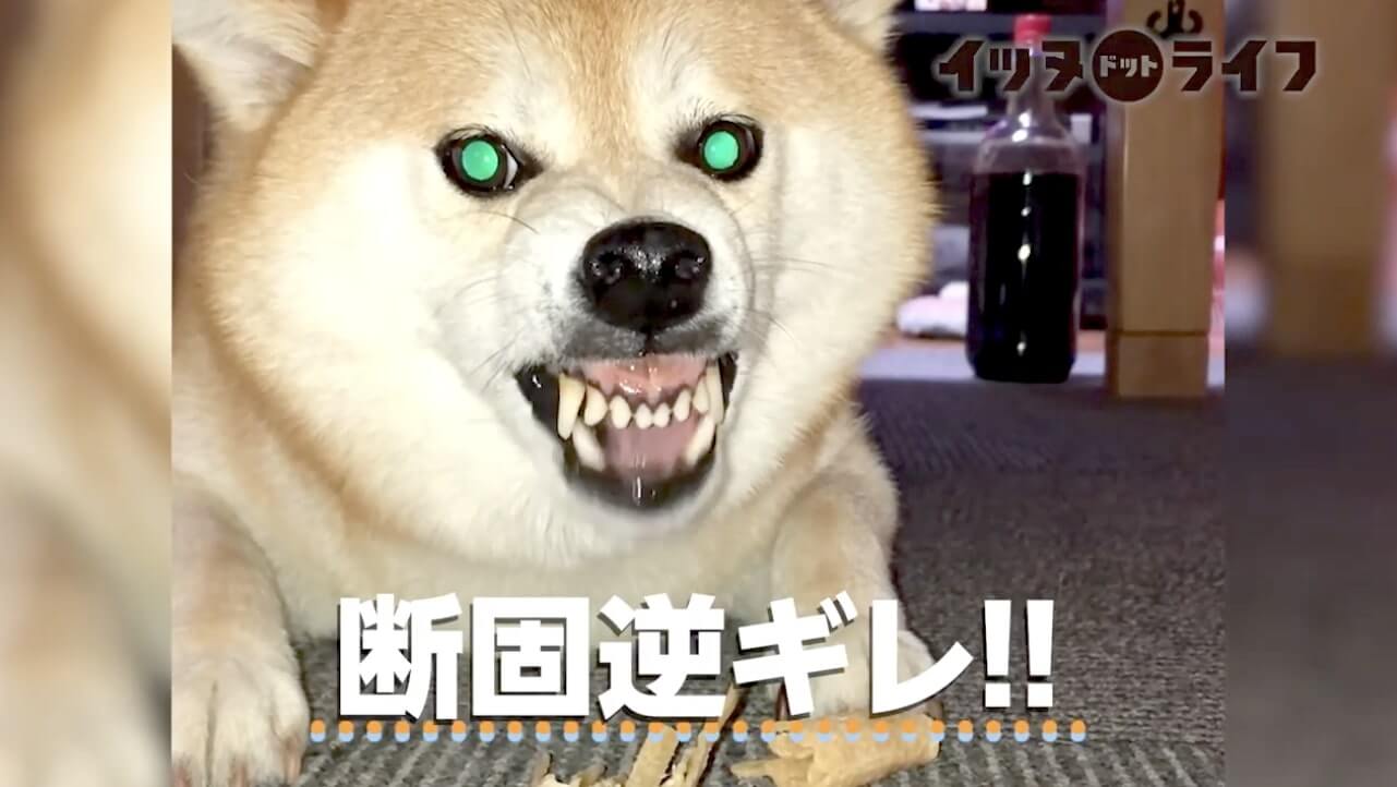 柴犬,動画,イッヌドットライフ