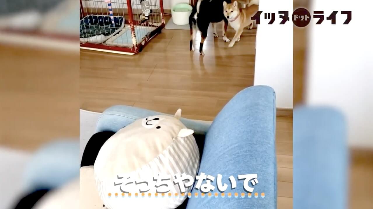 柴犬,動画,イッヌドットライフ