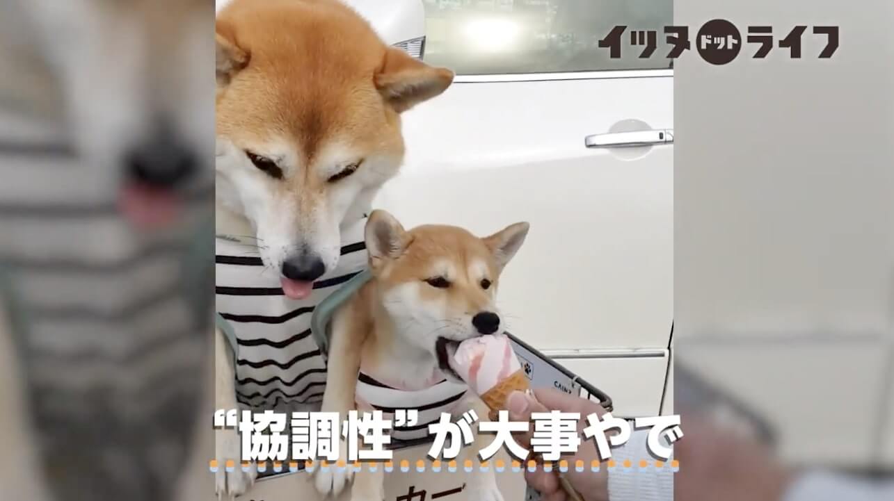 柴犬,動画,イッヌドットライフ