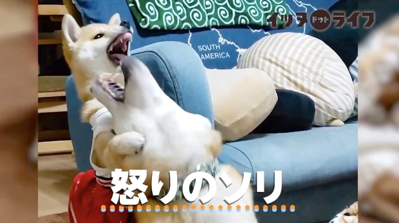 柴犬,動画,イッヌドットライフ