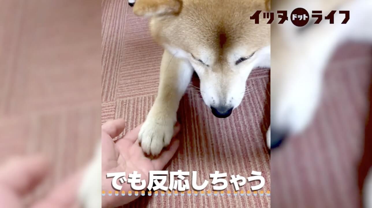 柴犬,動画,イッヌドットライフ