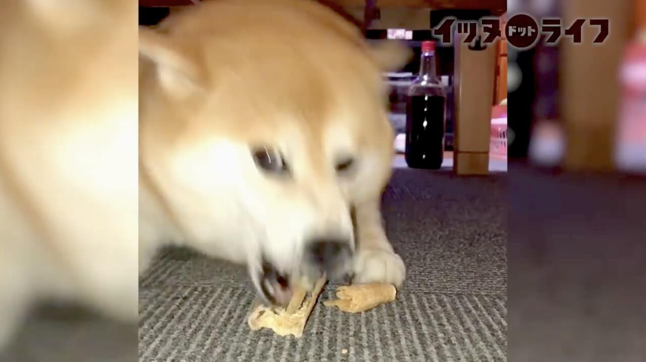 柴犬,動画,イッヌドットライフ