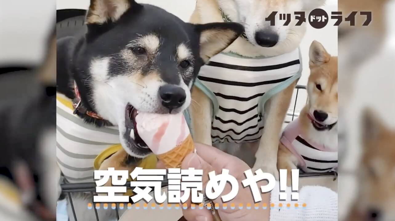 柴犬,動画,イッヌドットライフ