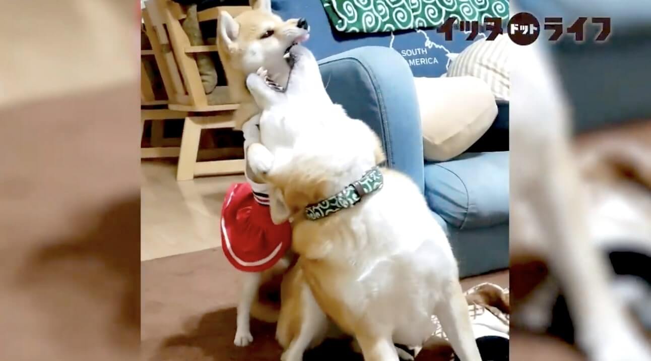 柴犬,動画,イッヌドットライフ