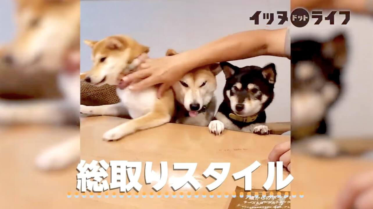 柴犬,動画,イッヌドットライフ