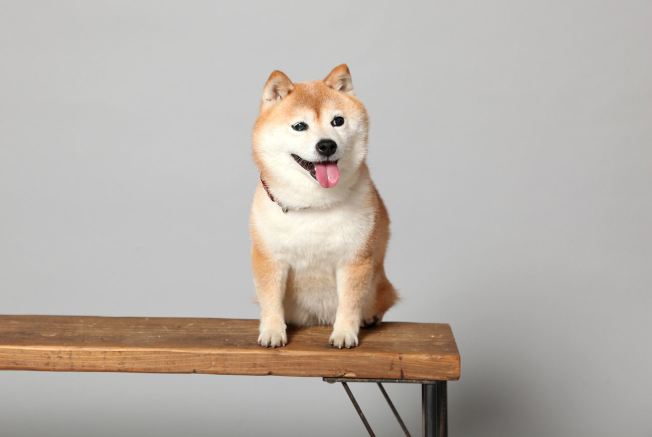 柴犬,アンチノール