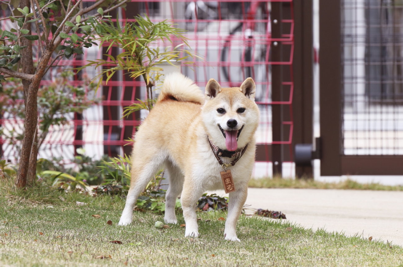 柴犬,アンチノール