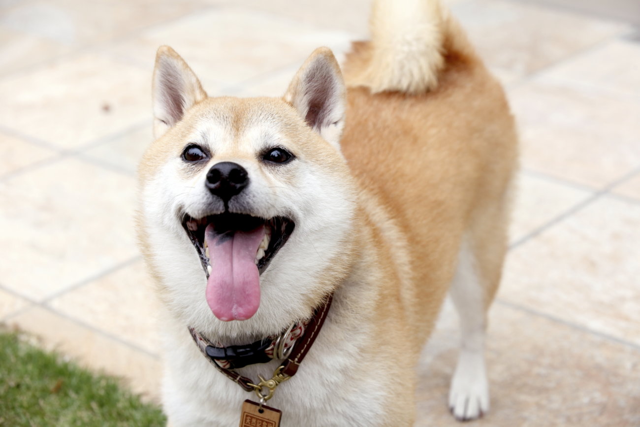 柴犬,アンチノール