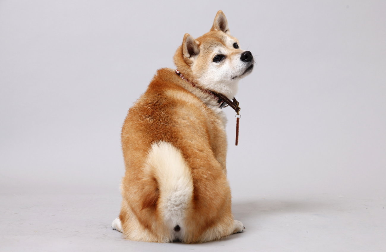 柴犬,アンチノール