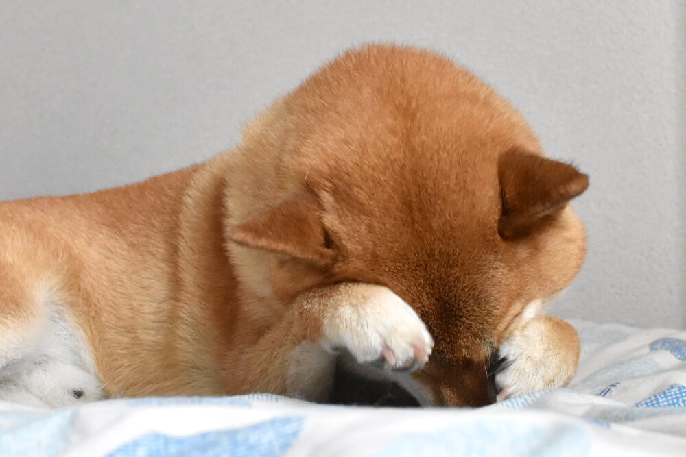 柴犬,パナソニック,からまないブラシ