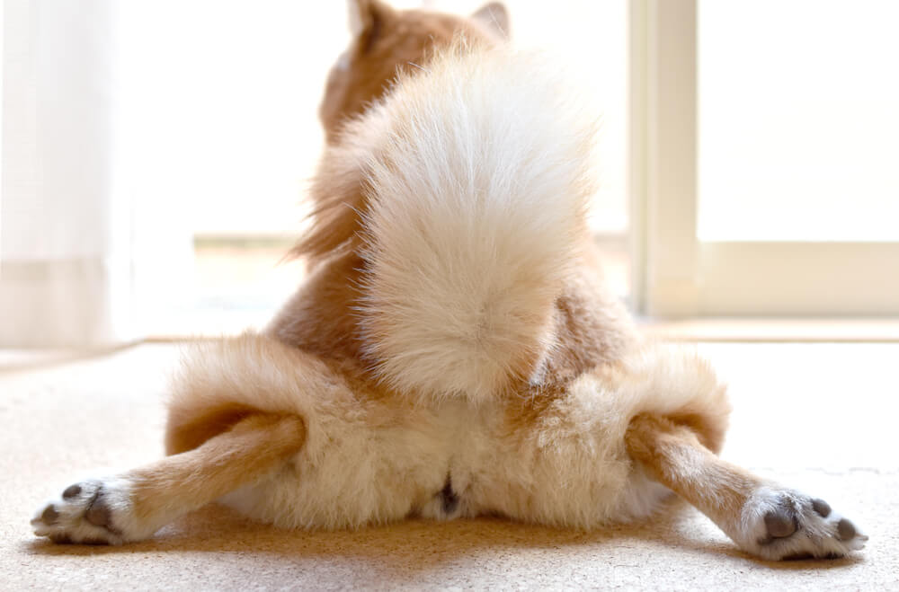 柴犬,パナソニック,からまないブラシ