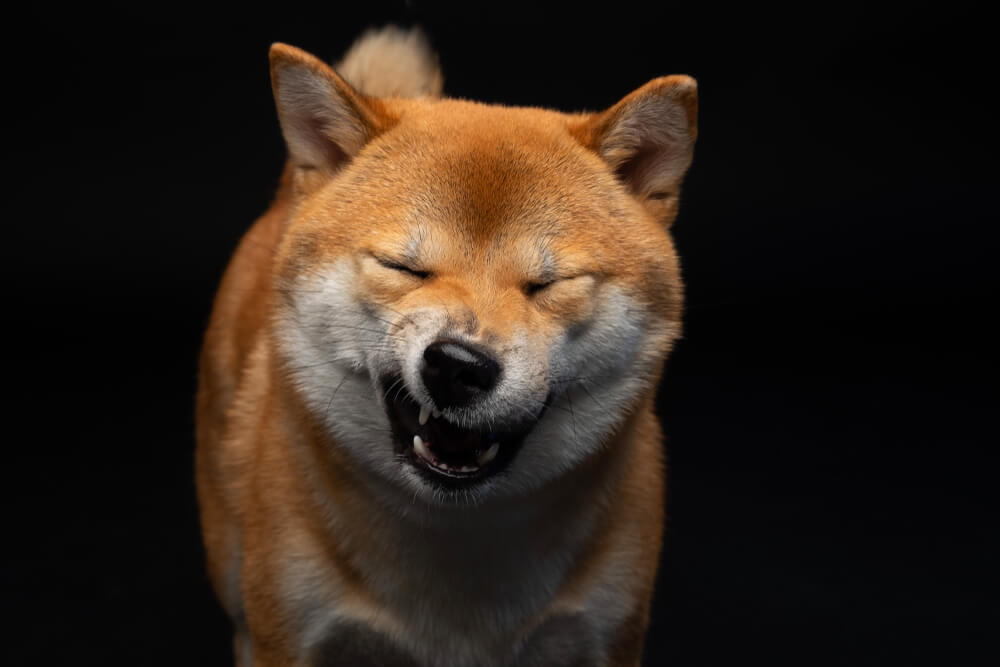 柴犬,パナソニック,からまないブラシ