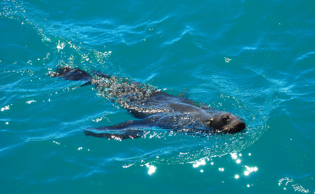 柴犬,アンチノール