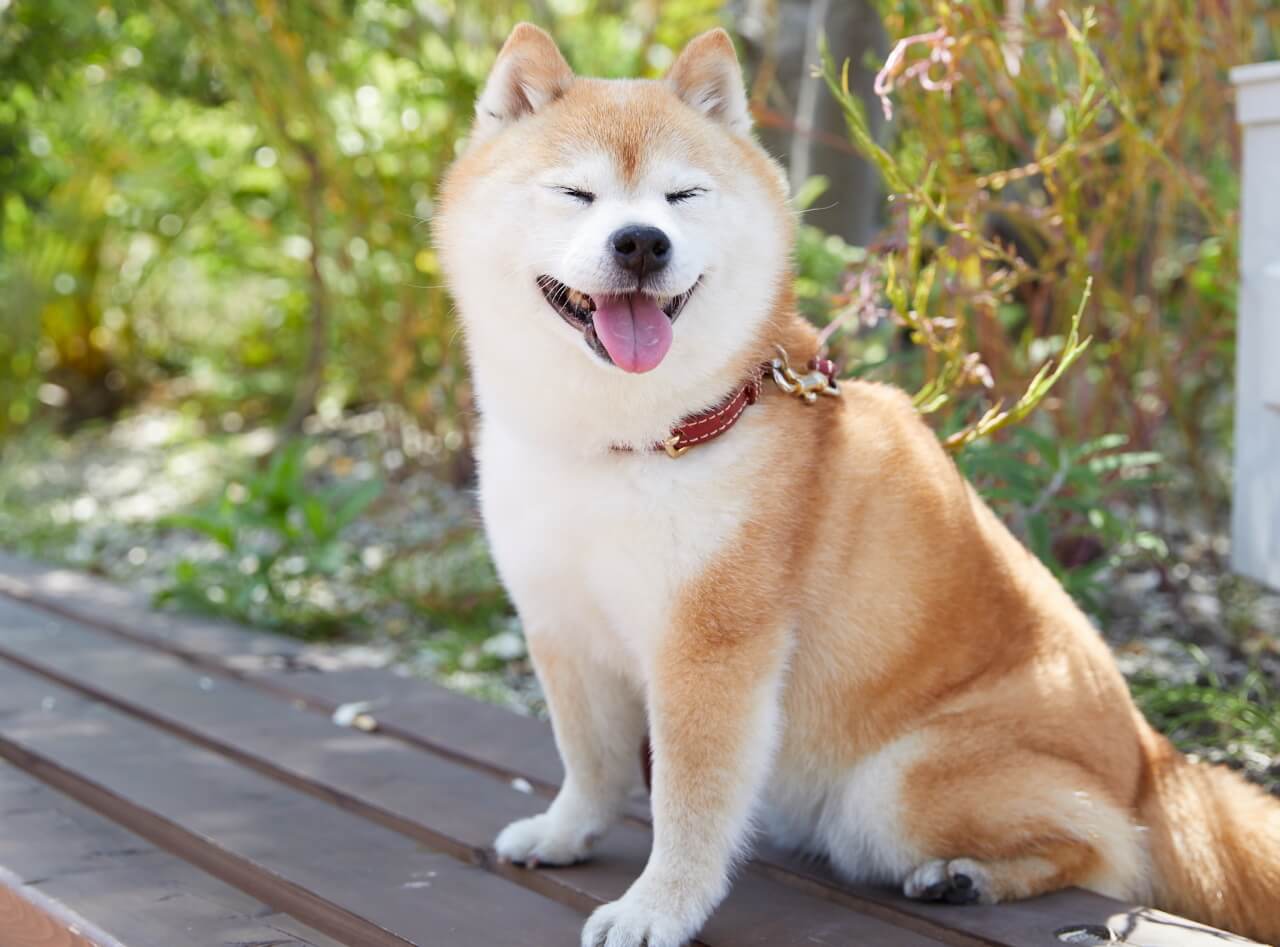 柴犬,アンチノール