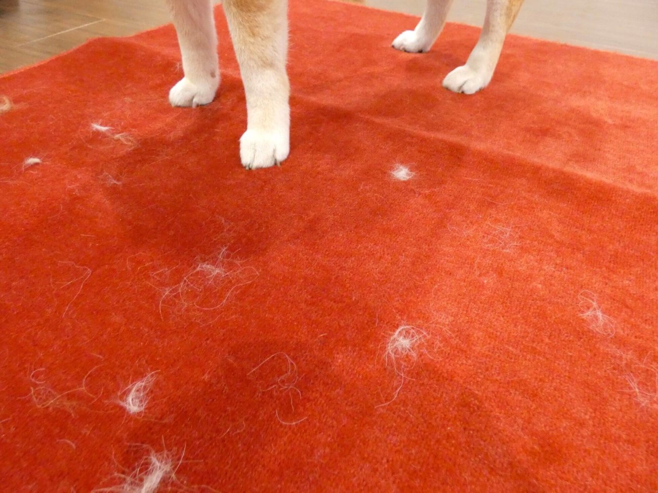 柴犬,パナソニック,からまないブラシ