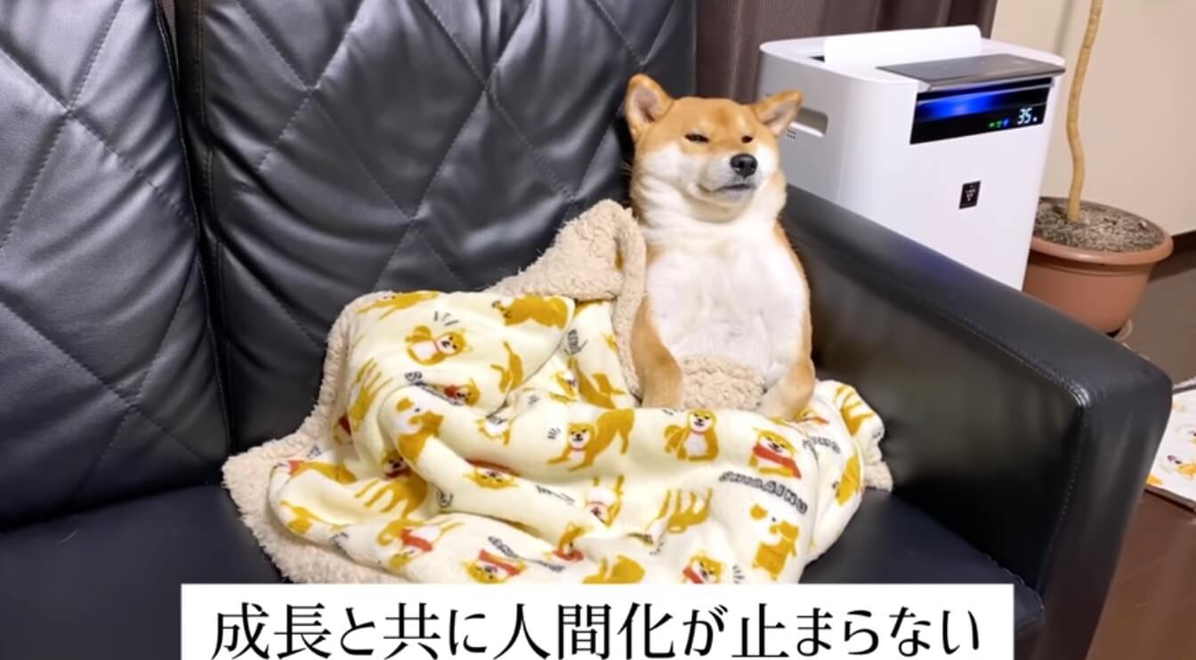柴犬,YouTube
