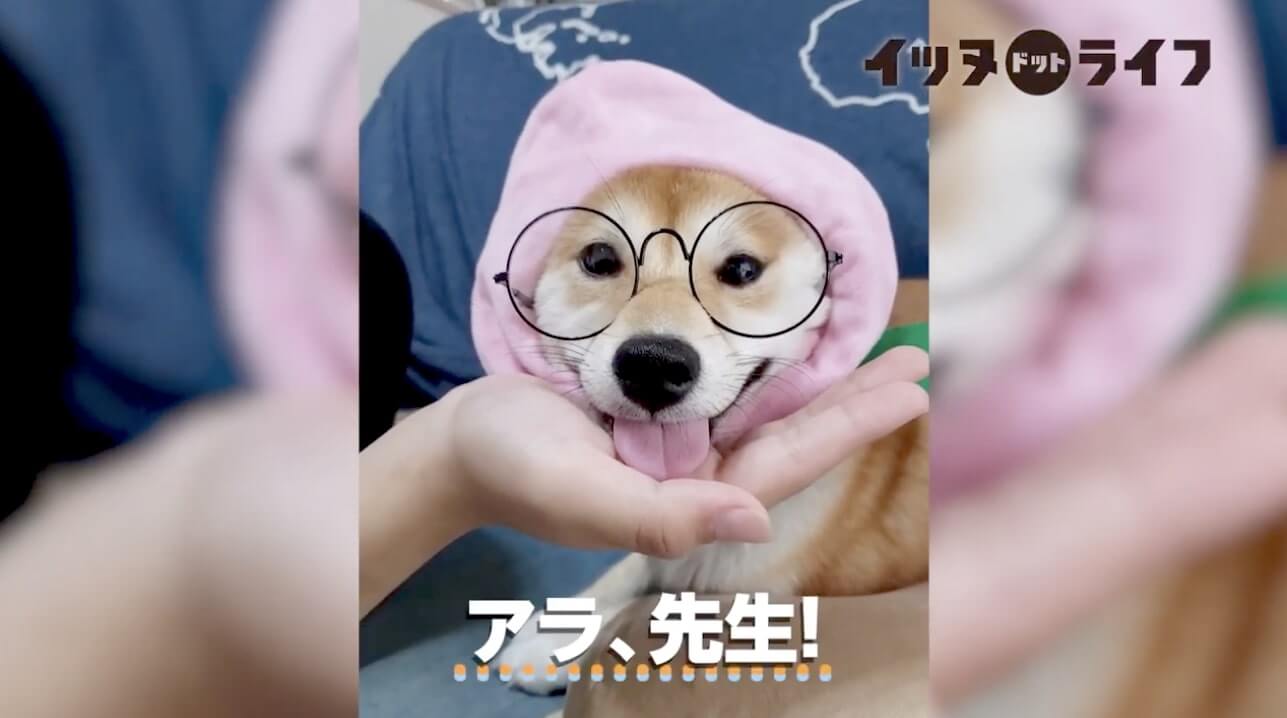柴犬,動画,イッヌドットライフ