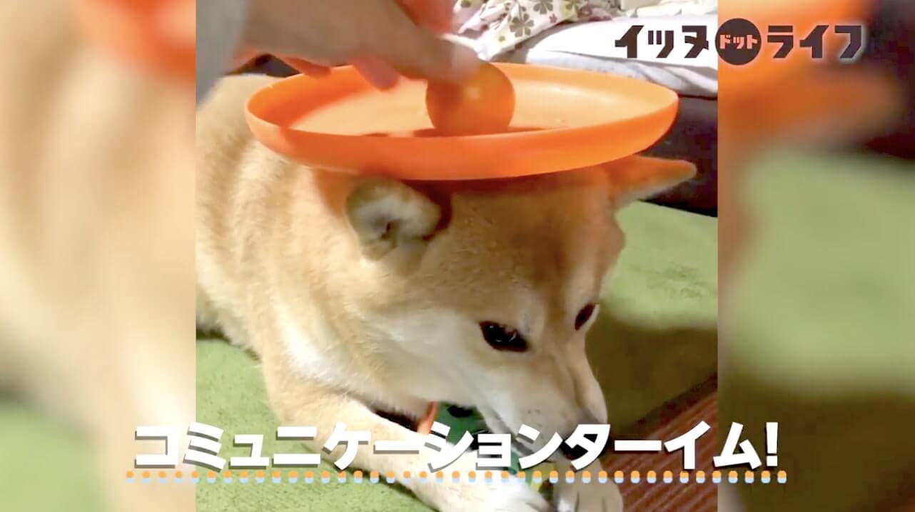 柴犬,動画,イッヌドットライフ