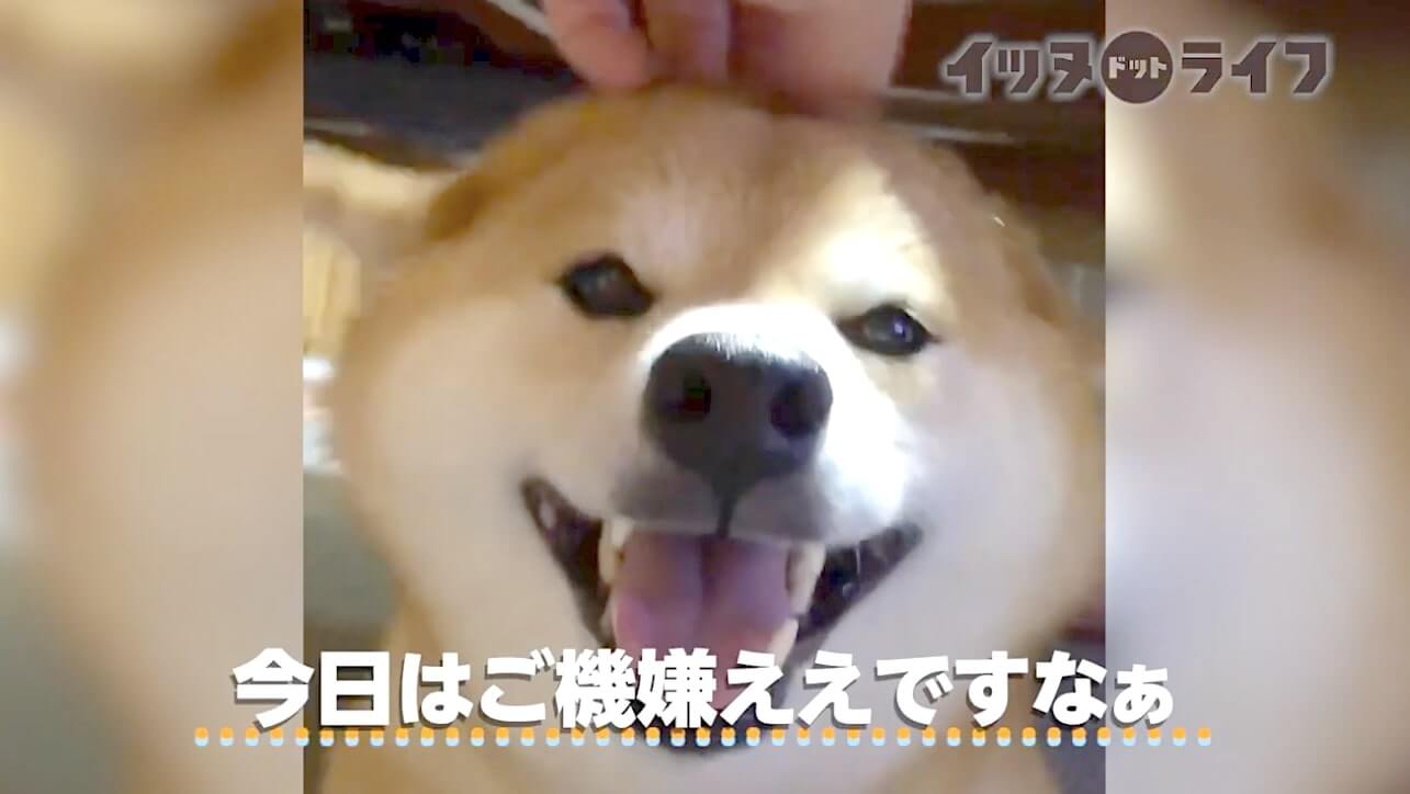 柴犬,動画,イッヌドットライフ