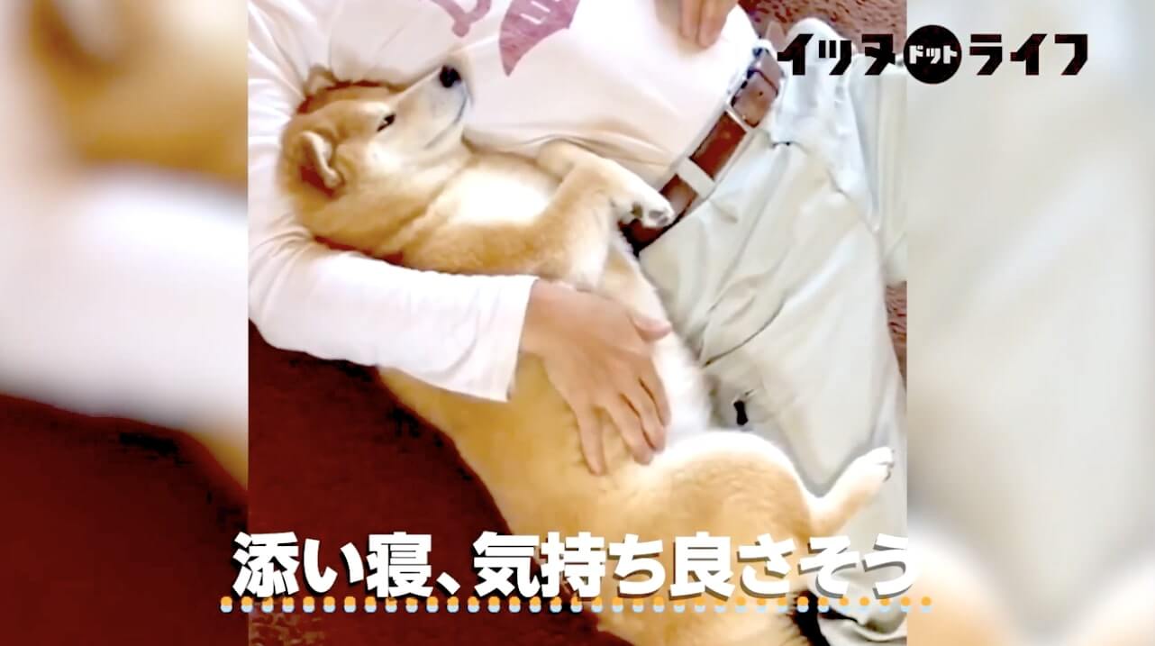 柴犬,動画,イッヌドットライフ