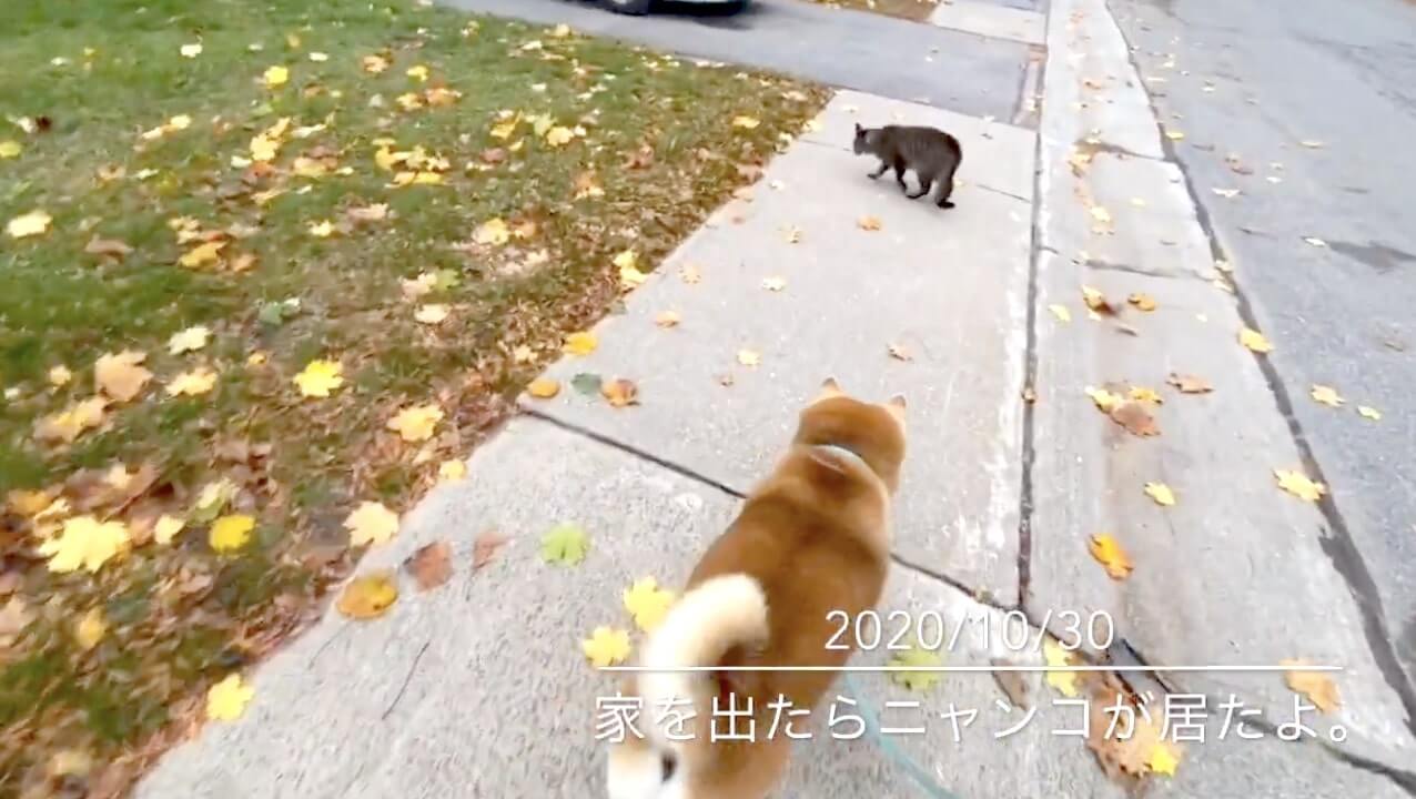 柴犬,YouTube