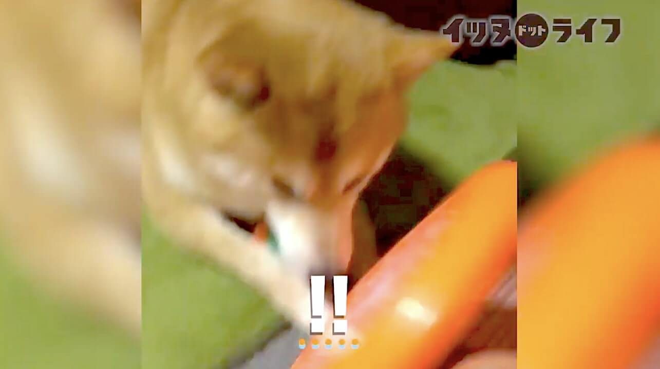 柴犬,動画,イッヌドットライフ