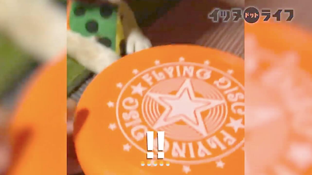 柴犬,動画,イッヌドットライフ