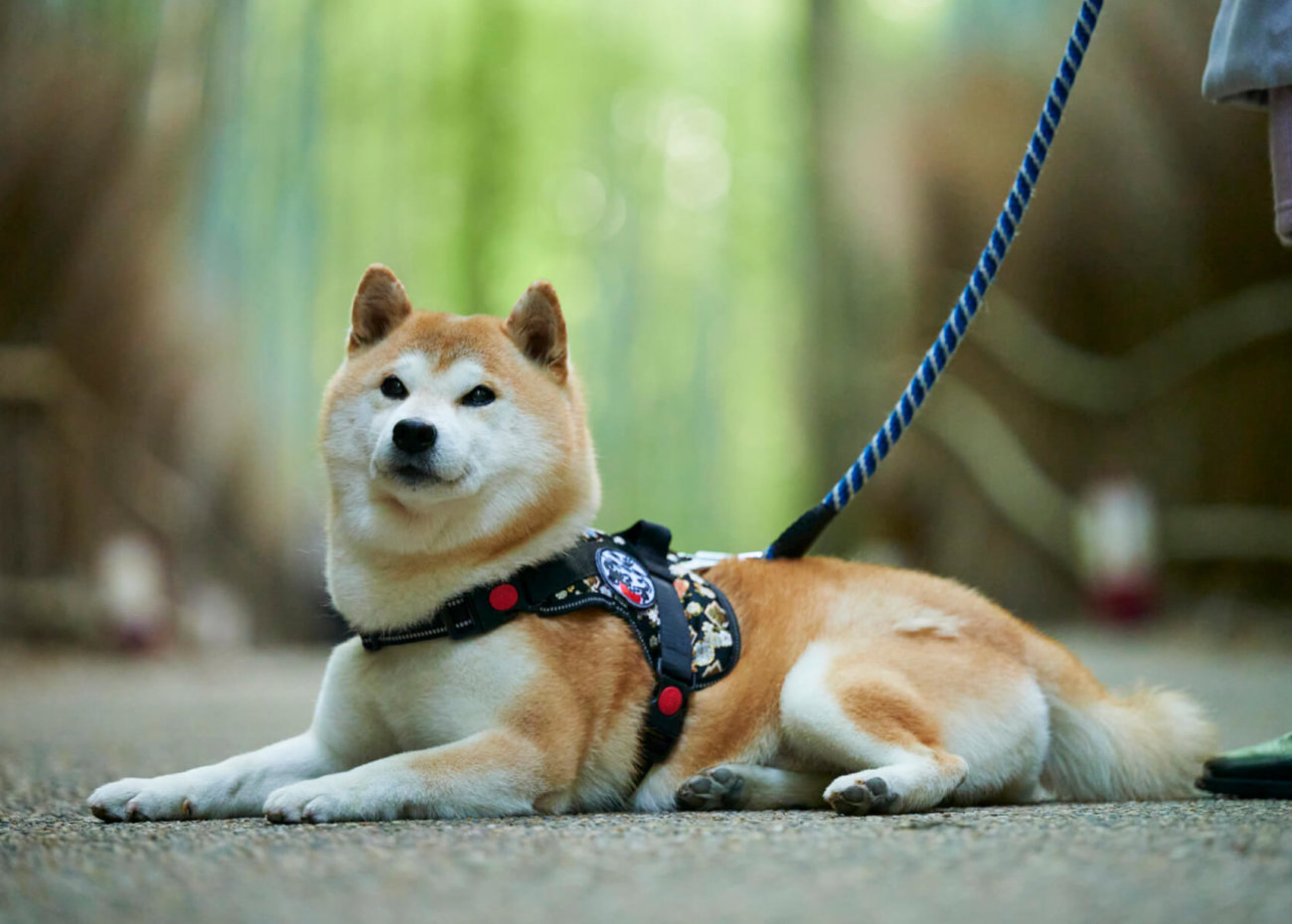 柴犬,和柄,着物,ハーネス