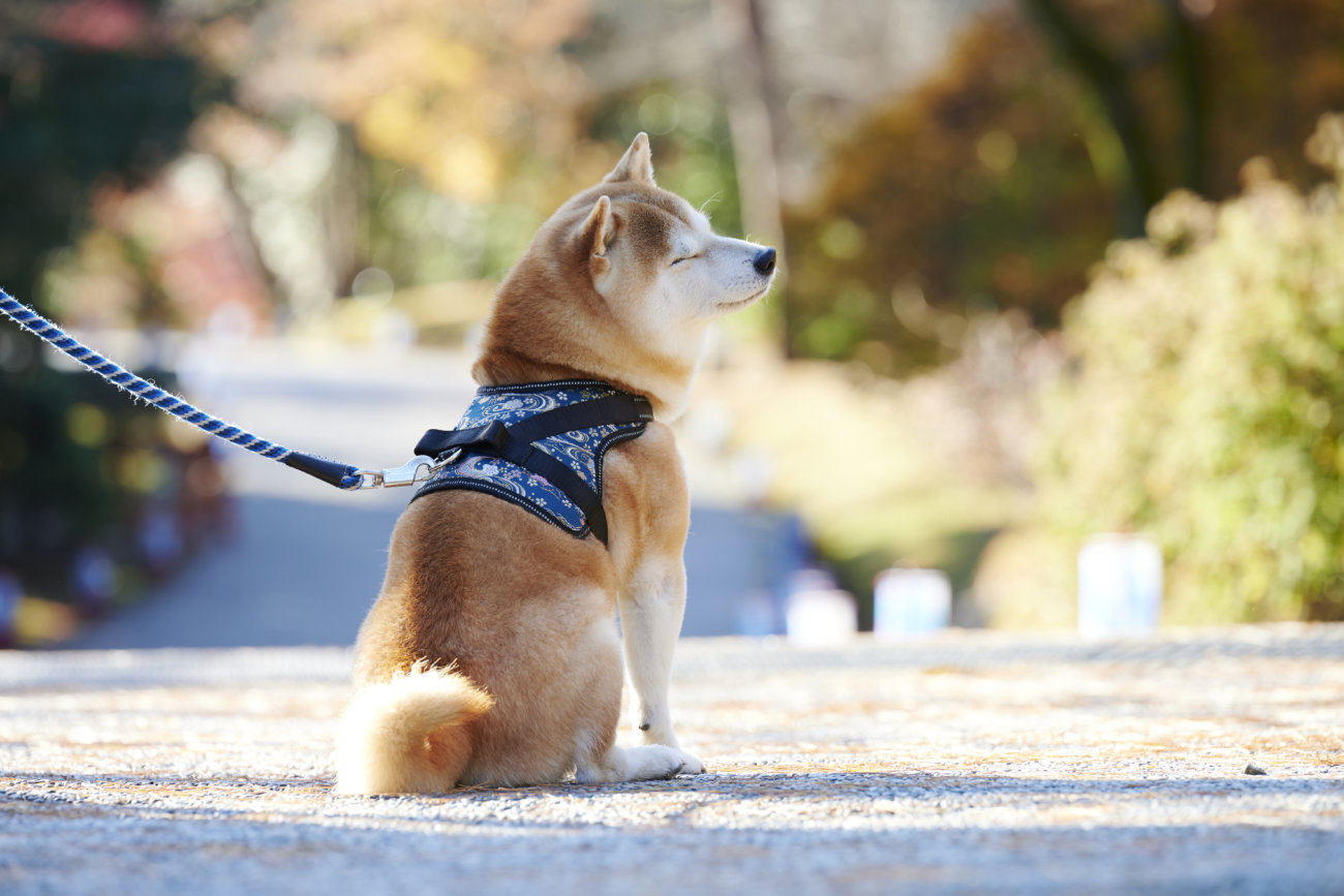 柴犬,和柄,着物,ハーネス