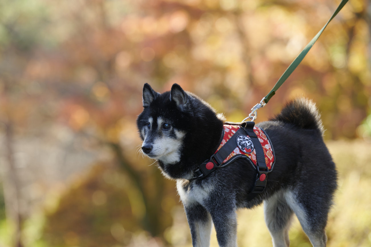 柴犬,和柄,着物,ハーネス