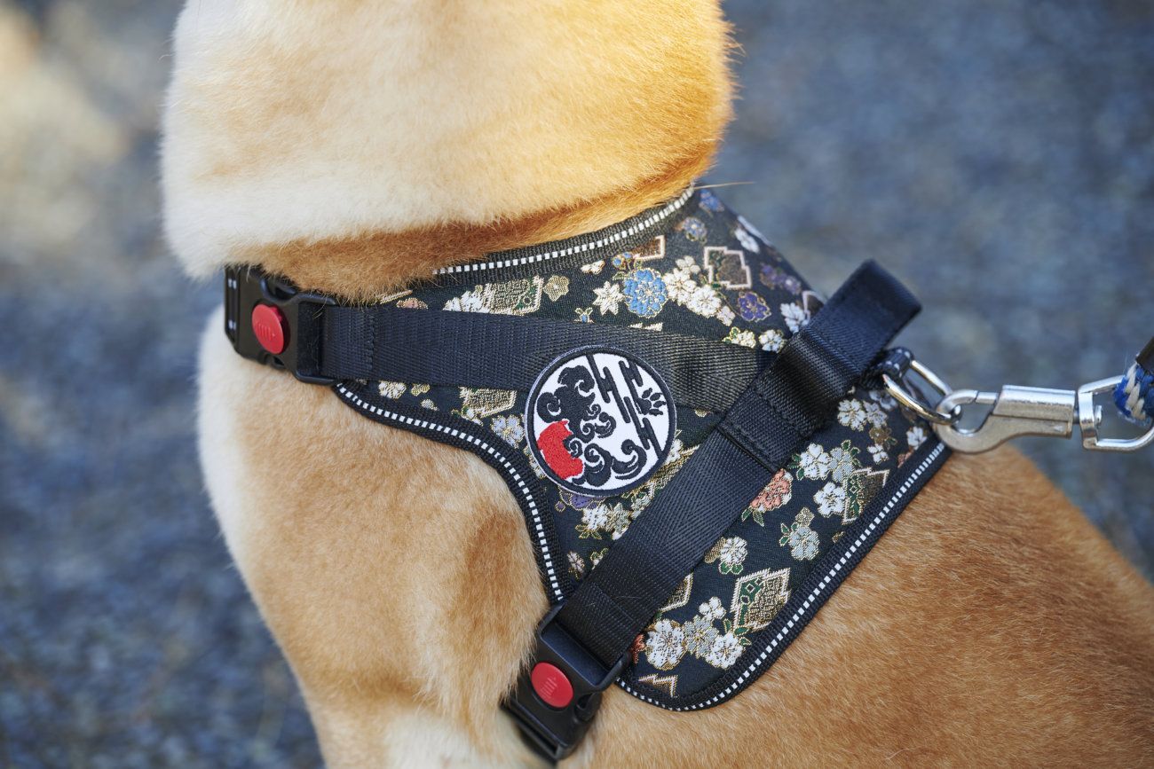 柴犬,和柄,着物,ハーネス