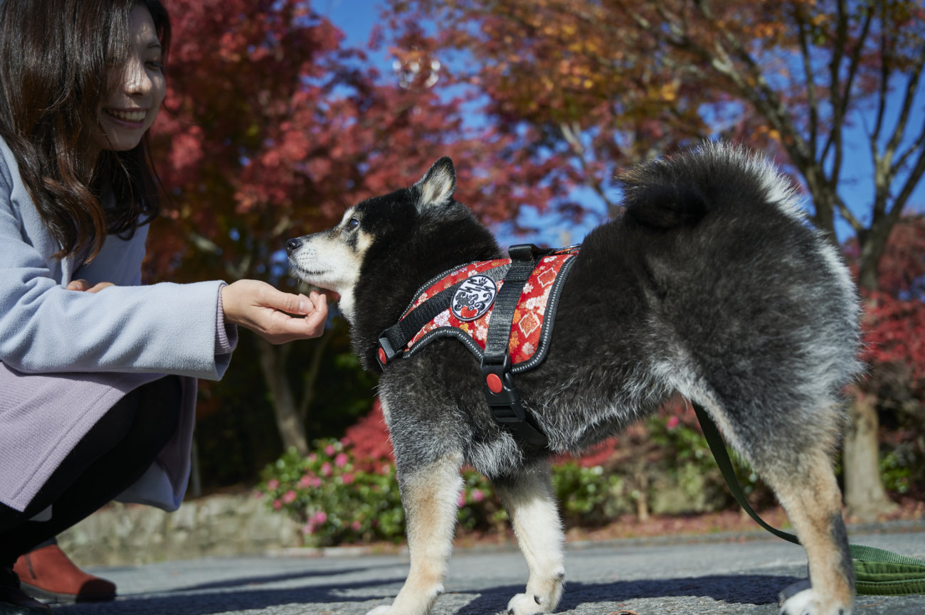 柴犬,和柄,着物,ハーネス