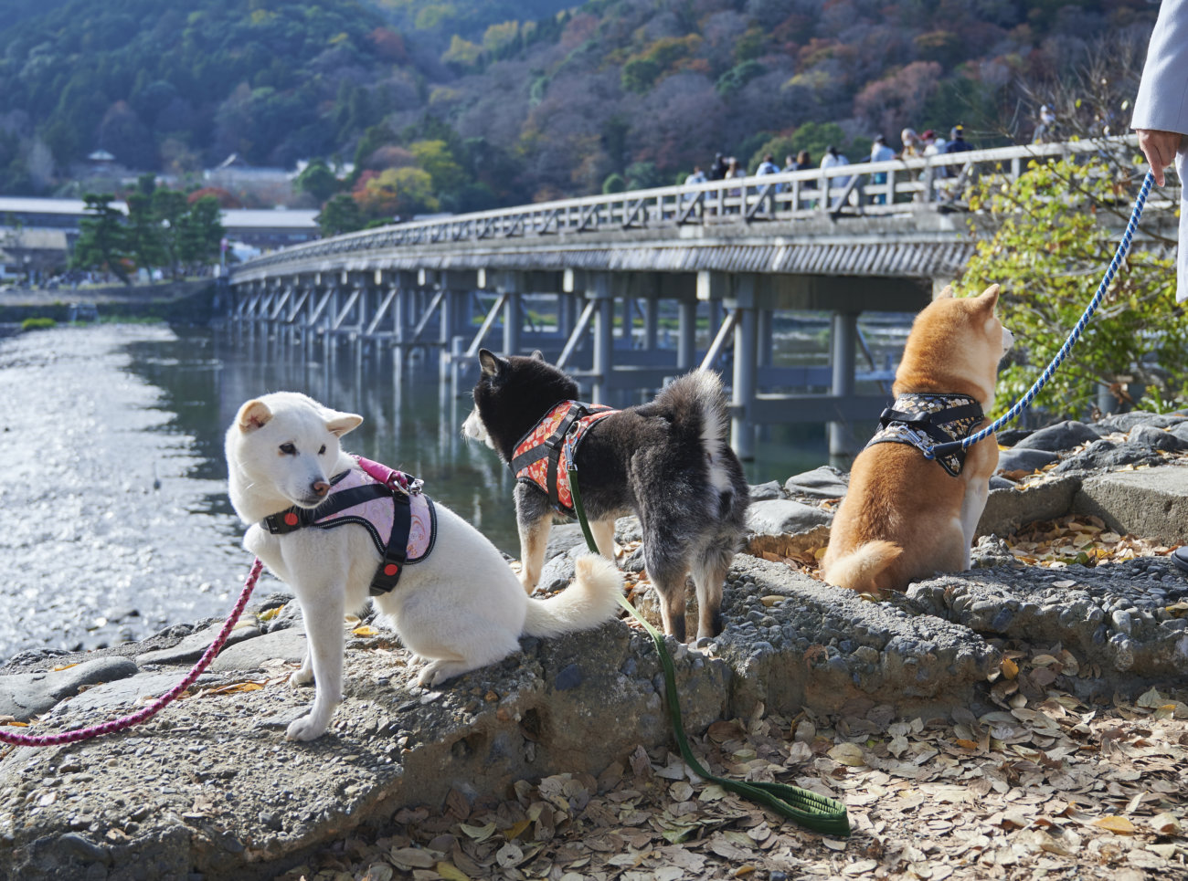 柴犬,和柄,着物,ハーネス